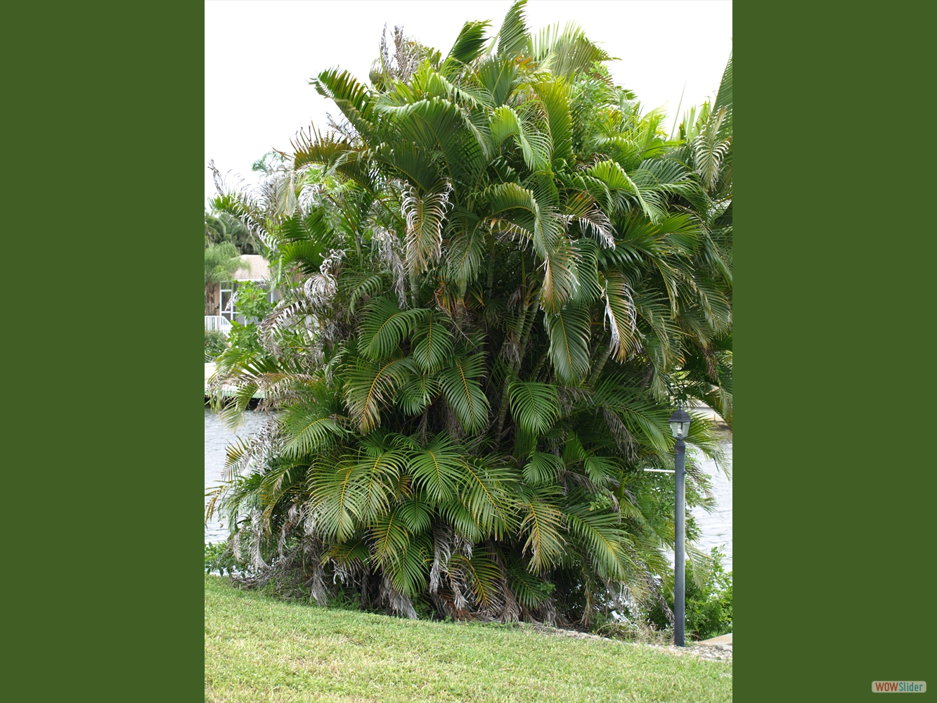 One of the palm bushes ...